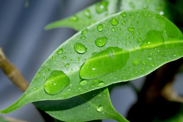 Waterdruppels op bladeren — Stockfoto