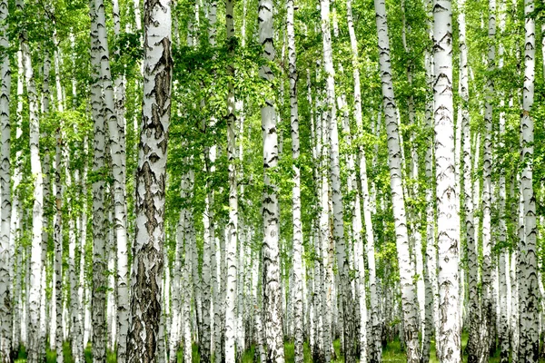Bétulas brancas na floresta — Fotografia de Stock