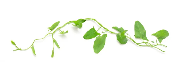 Green ivy isolated — Stock Photo, Image