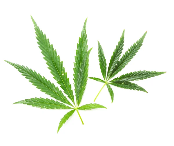 Green leaves of marijuana — Stock Photo, Image