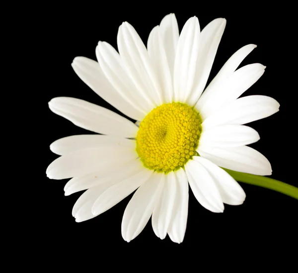 Flor margarita blanca sobre negro —  Fotos de Stock