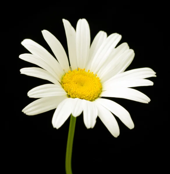 Macro tiro de flor de margarita blanca —  Fotos de Stock