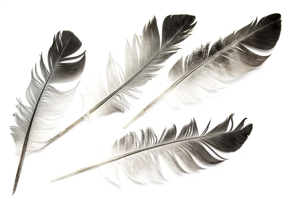 Feather of a bird on white — Stock Photo, Image