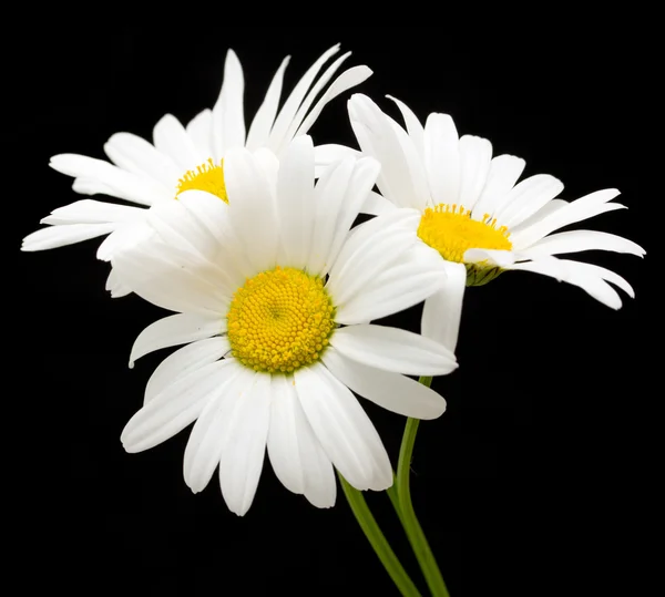 Flores de margarita blanca — Foto de Stock