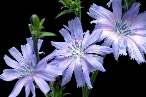 Chicory on black background — Stock Photo, Image