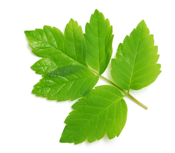 Green leaf on white — Stock Photo, Image