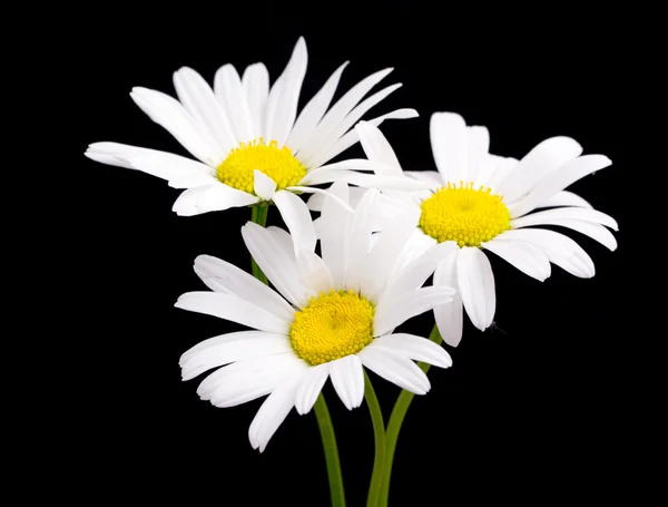 Flores de margarita blanca — Foto de Stock