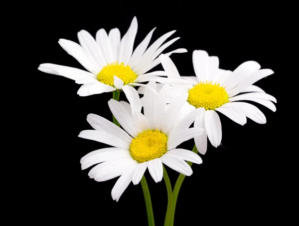 White daisy flowers — Stock Photo, Image