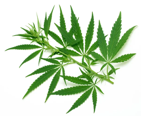 Green leaves of marijuana — Stock Photo, Image