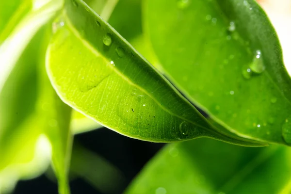 Droppar på gröna blad — Stockfoto