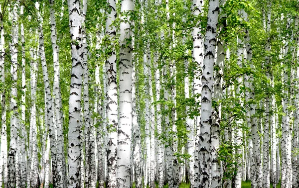 White birch trees in the forest — Stock Photo, Image