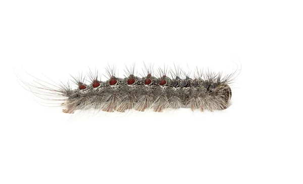 Gypsy moth caterpillar — Stock Photo, Image