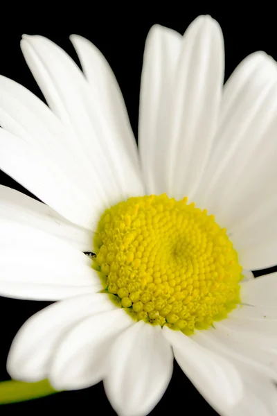 Macro tiro de flor de margarida branca — Fotografia de Stock