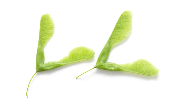 Green maple seeds isolated — Stock Photo, Image