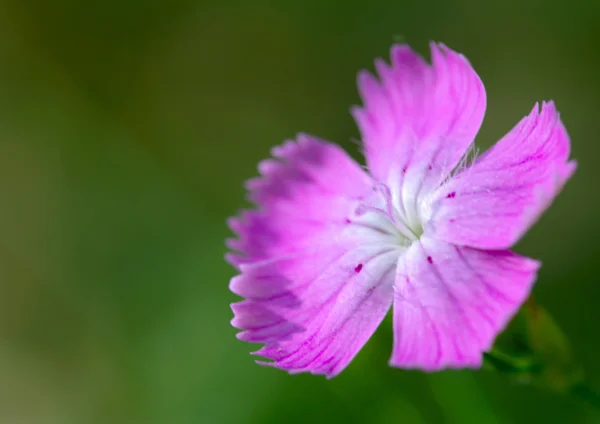 Flor de clavo salvaje —  Fotos de Stock