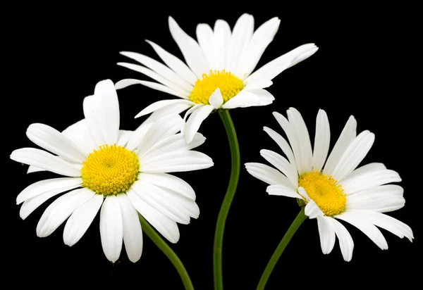 Fleurs de marguerite blanche — Photo