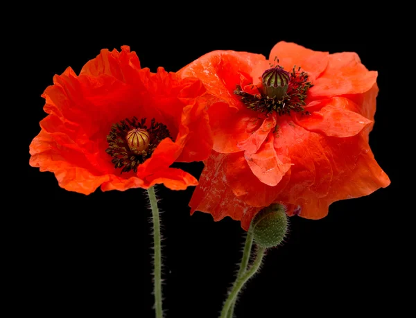 Rode papaver bloemen — Stockfoto