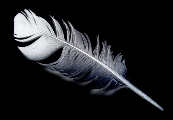 Bird feather on black — Stock Photo, Image