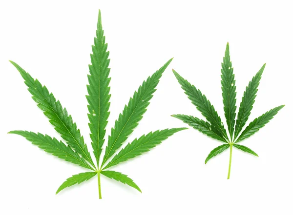 Green leaves of marijuana — Stock Photo, Image