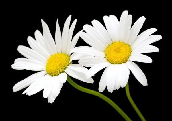 Fleurs de marguerite blanche — Photo