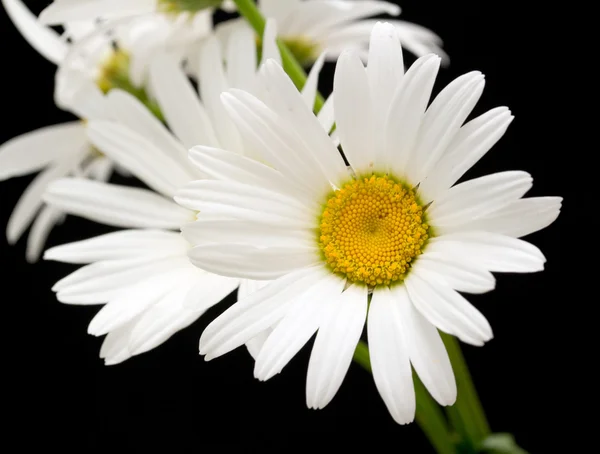 Fleurs de marguerite blanche — Photo