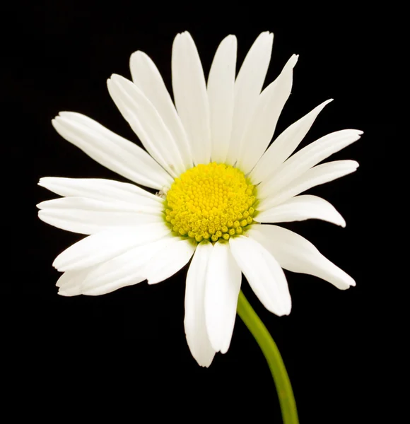 Macro tiro de flor de margarita blanca —  Fotos de Stock