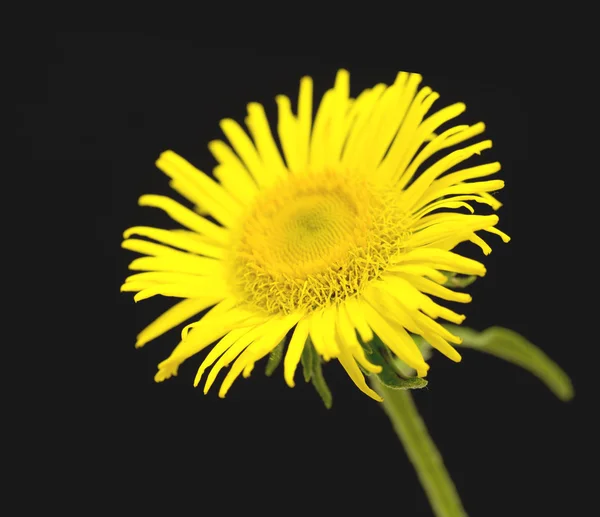 黄色雏菊关门 — 图库照片