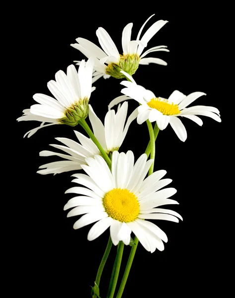 Fleurs de marguerite blanche — Photo