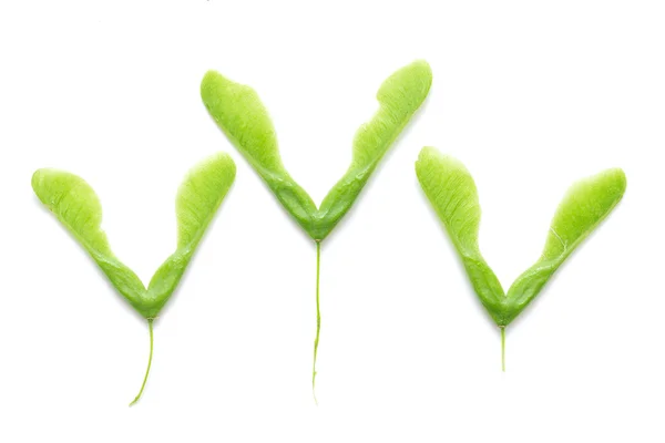 Green maple seeds isolated — Stock Photo, Image