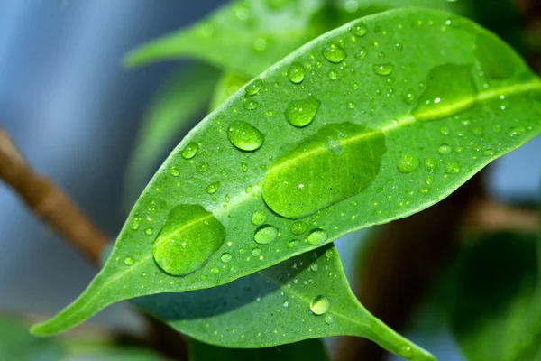 Druppels op groene bladeren — Stockfoto