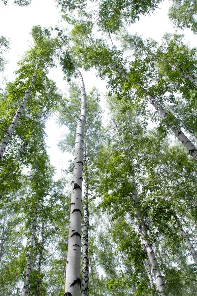 Vita björkar i skogen — Stockfoto