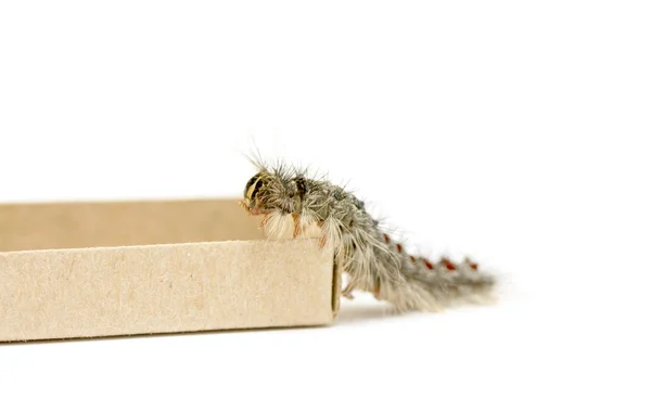 Gypsy moth caterpillar — Stock Photo, Image