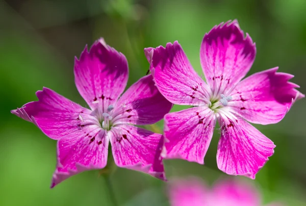 Flores de clavo silvestre —  Fotos de Stock