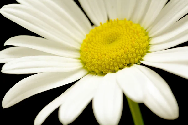 Makroaufnahme der weißen Gänseblümchenblümchen — Stockfoto