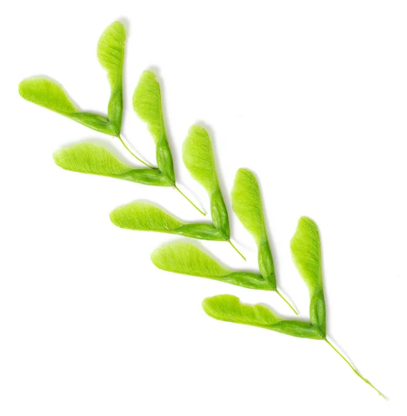 İzole yeşil akçaağaç tohumu — Stok fotoğraf