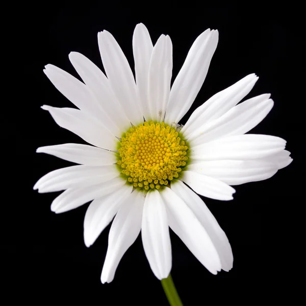 Макро знімок білої ромашкової квітки — стокове фото