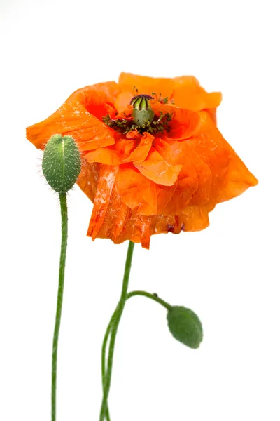 Red poppy flower on a white — Stock Photo, Image