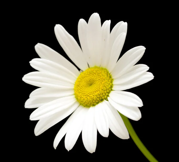 Macro shot di fiore di margherita bianco — Foto Stock