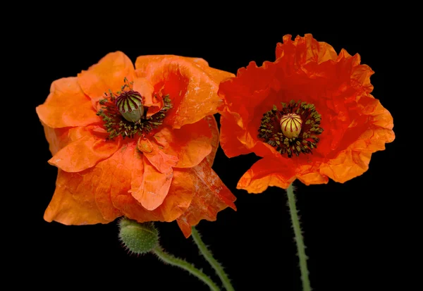 Rode papaver bloemen — Stockfoto