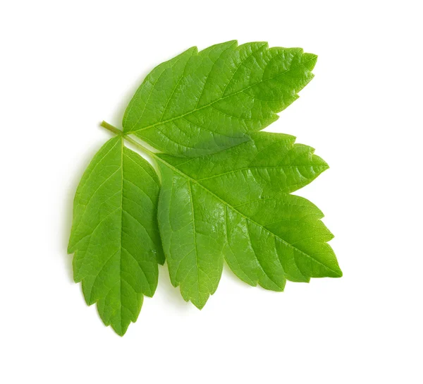 Hoja verde sobre blanco — Foto de Stock