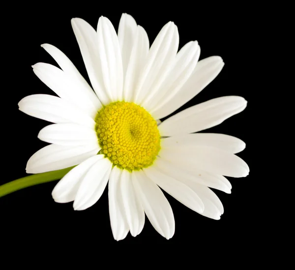 Flor margarita blanca sobre negro —  Fotos de Stock