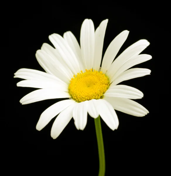 Macro tiro de flor de margarita blanca —  Fotos de Stock