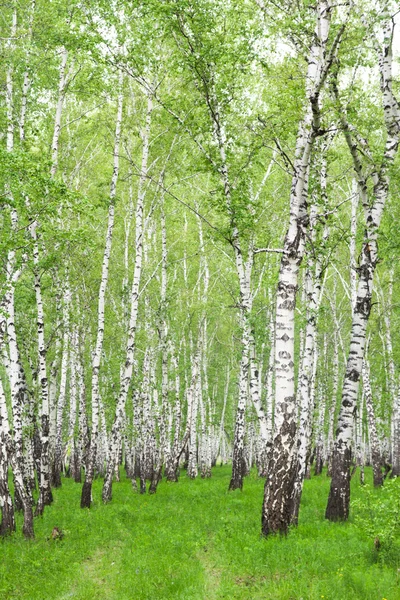 Ormanda beyaz huş ağaçları — Stok fotoğraf