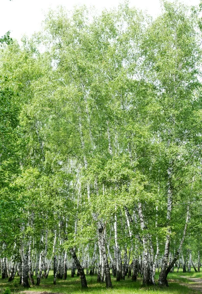 Fehér nyírfa az erdőben — Stock Fotó