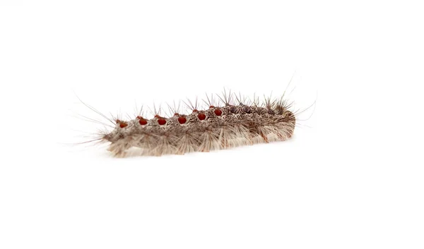 Gypsy moth larv — Stockfoto