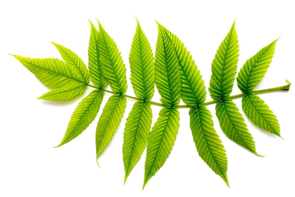 Fern leaves on a white — Stock Photo, Image