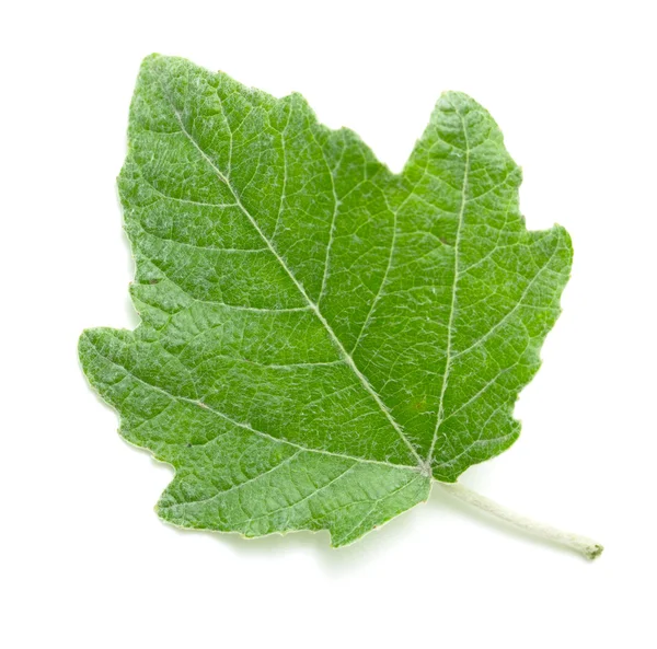 Hoja verde sobre blanco — Foto de Stock