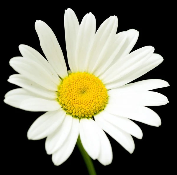 Makro skott av vita prästkrage blomma — Stockfoto