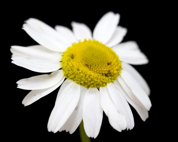 Makro skott av vita prästkrage blomma — Stockfoto