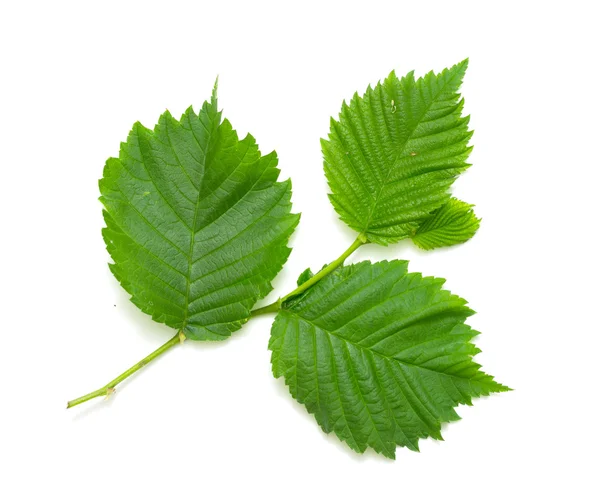 Folha verde em branco — Fotografia de Stock